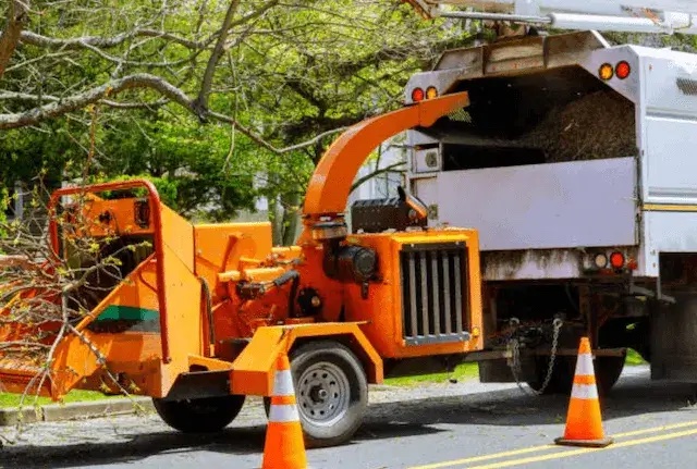 tree removal tarrant