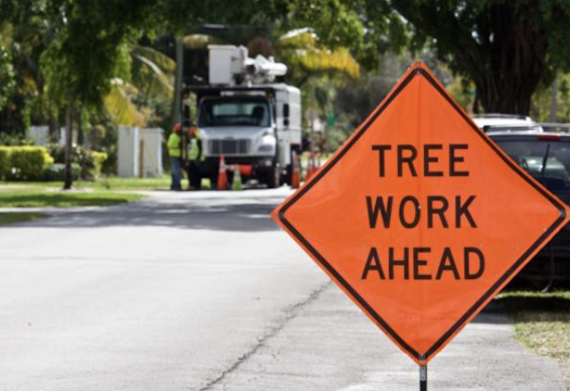 tree removal Saginaw tx