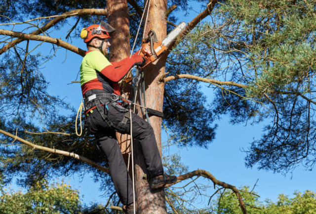 tree pruning tarrant