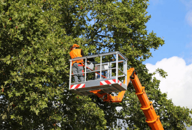 tree trimming Westlake tx