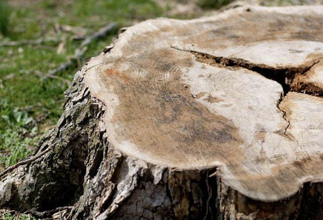 stump grinding Haltom City tx